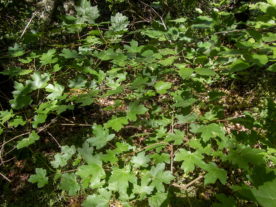 Image of Acer campestre specimen.