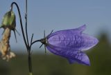 Campanula rotundifolia. Часть соцветия с цветком. Карелия, Заонежье, о. Кижи, поляна. 04.09.2024.