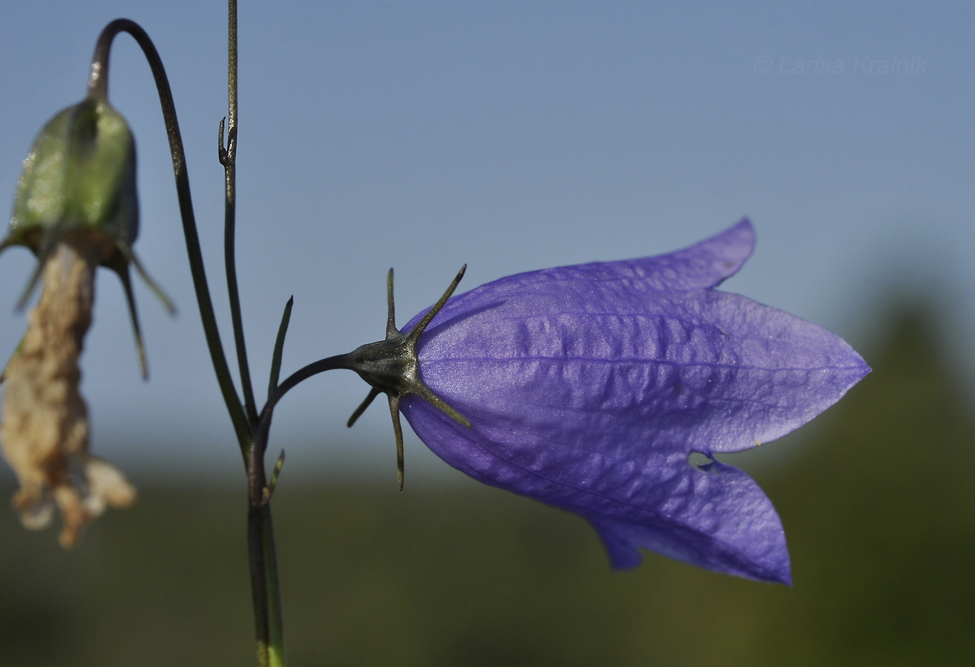 Image of Campanula rotundifolia specimen.