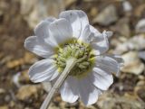 genus Anthemis. Верхушка побега с соцветием (вид со стороны обёртки). Испания, автономное сообщество Каталония, провинция Жирона, комарка Рипольес, муниципалитет Сеткасес, окр. курорта \"Вальтер 2000\", ≈2200 м н.у.м., каменистый склон вост. экспозиции. 07.07.2024.