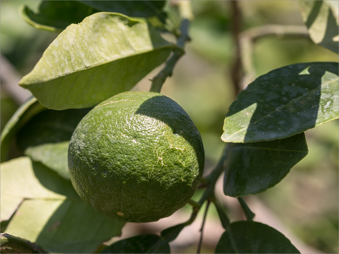 Image of Citrus limon specimen.