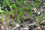 Polygonatum sewerzowii