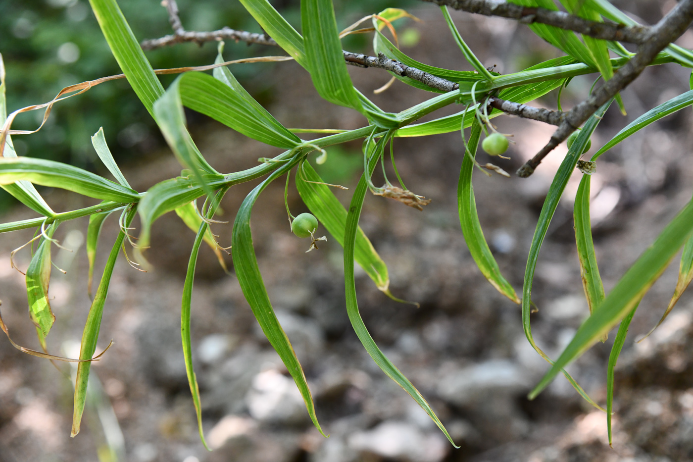 Изображение особи Polygonatum sewerzowii.