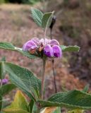 Phlomis taurica. Верхушка побега с соцветием. Крым, Южный Берег, окр. пос. Лесной, луг на косогоре. 26.05.2024.