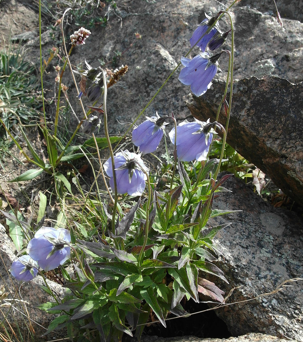 Изображение особи Adenophora himalayana.