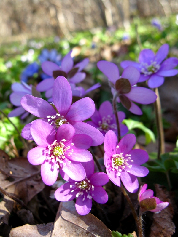 Image of Hepatica nobilis specimen.