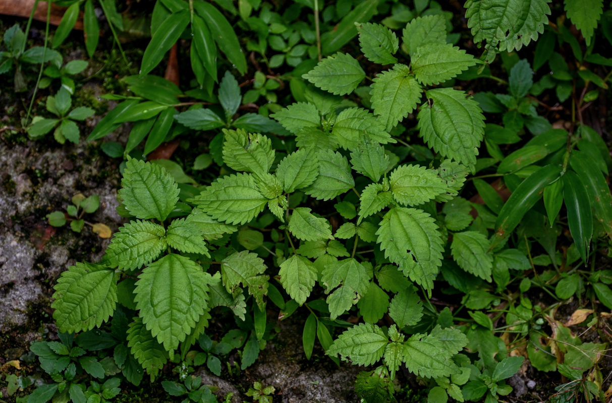 Image of Achudemia japonica specimen.