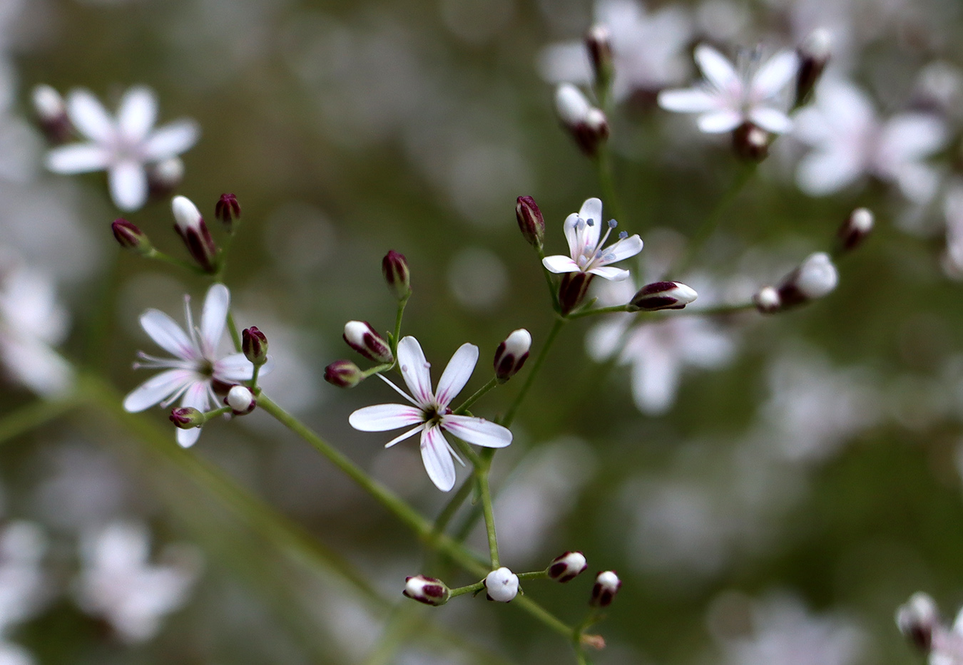 Изображение особи Acanthophyllum gypsophiloides.