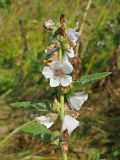 Althaea officinalis. Верхняя часть растения с цветущими и отцветшими цветками. Ульяновская обл., Мелекесский р-н, окр. с. Дубравка, дол. р. Ташёлка, берег заросшей старицы. 26.08.2023.