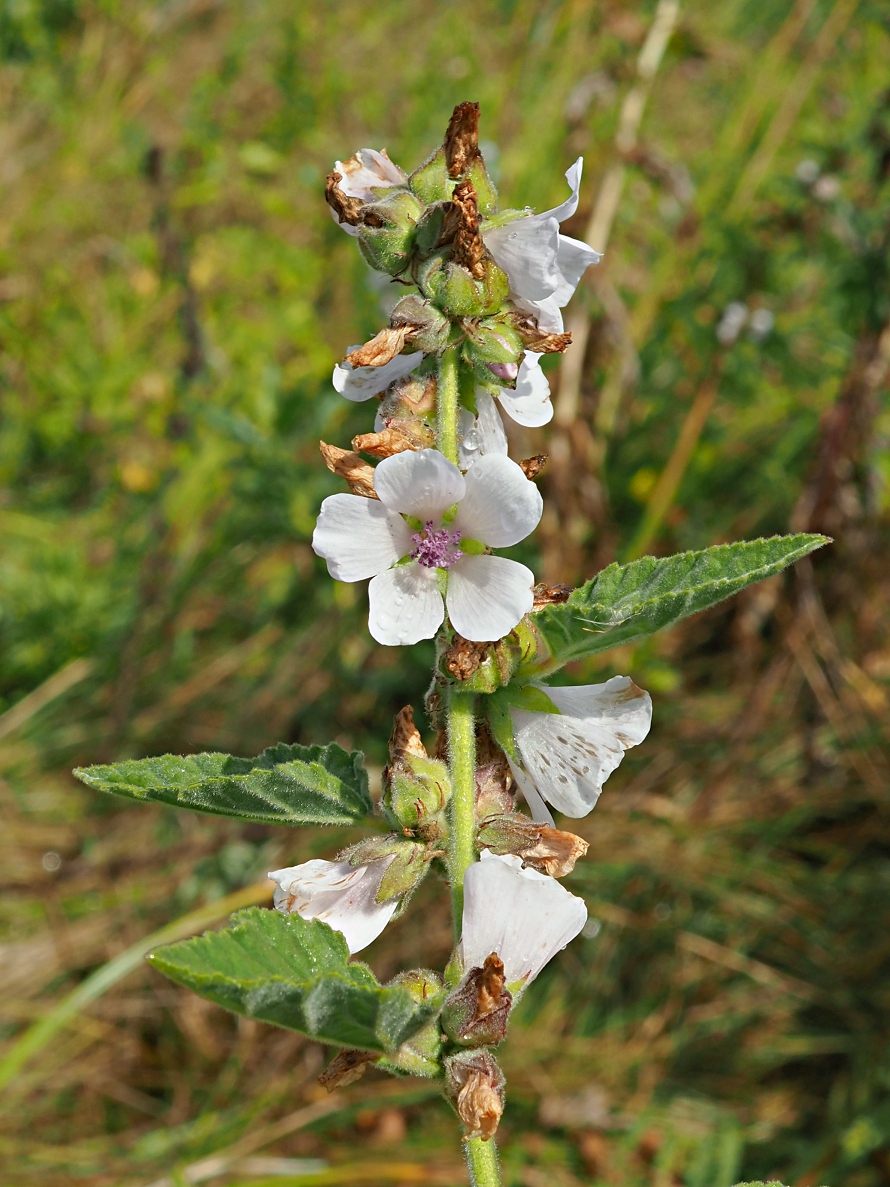 Image of Althaea officinalis specimen.