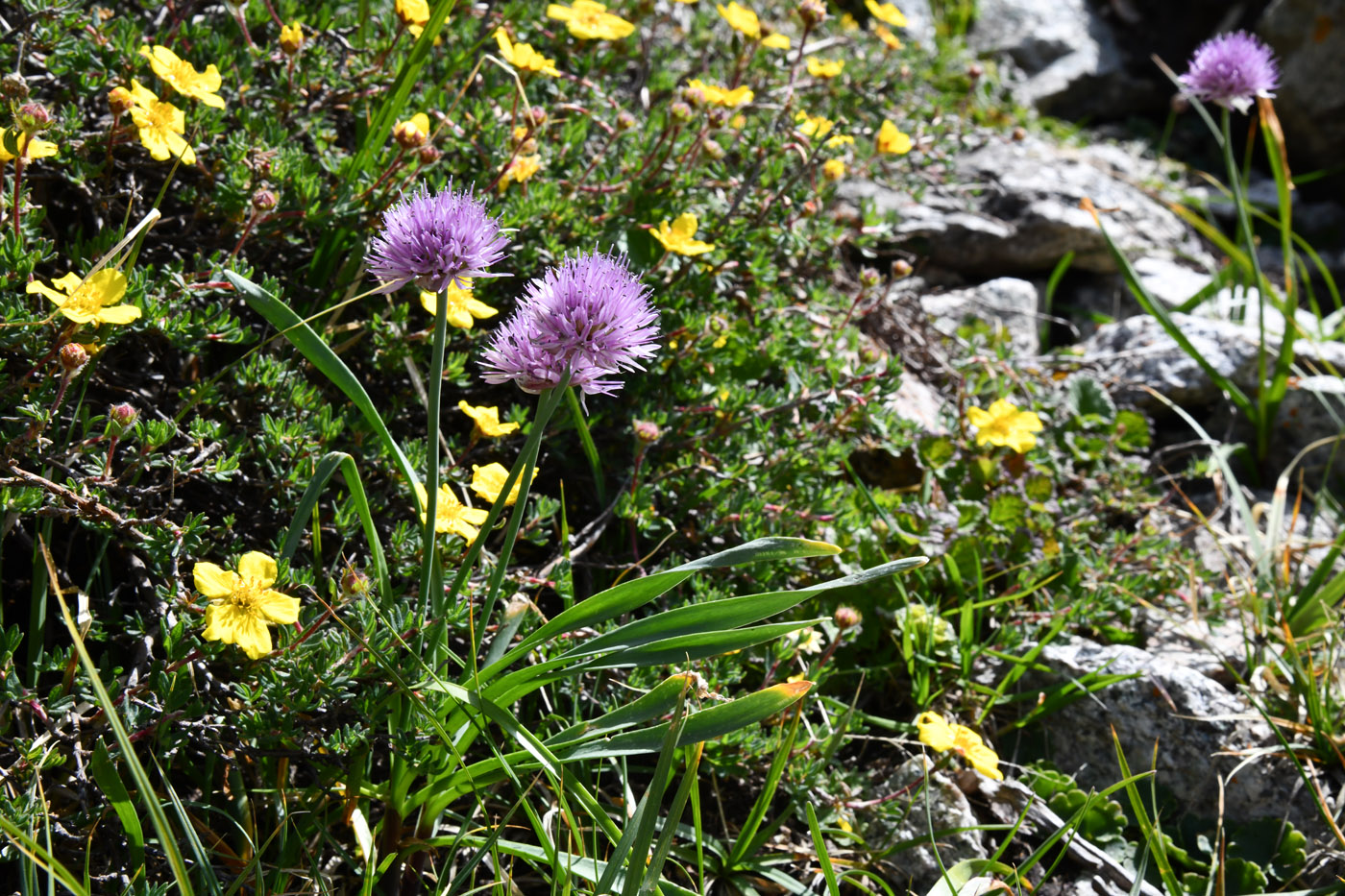 Image of Allium platyspathum specimen.