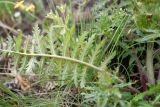 Pedicularis physocalyx