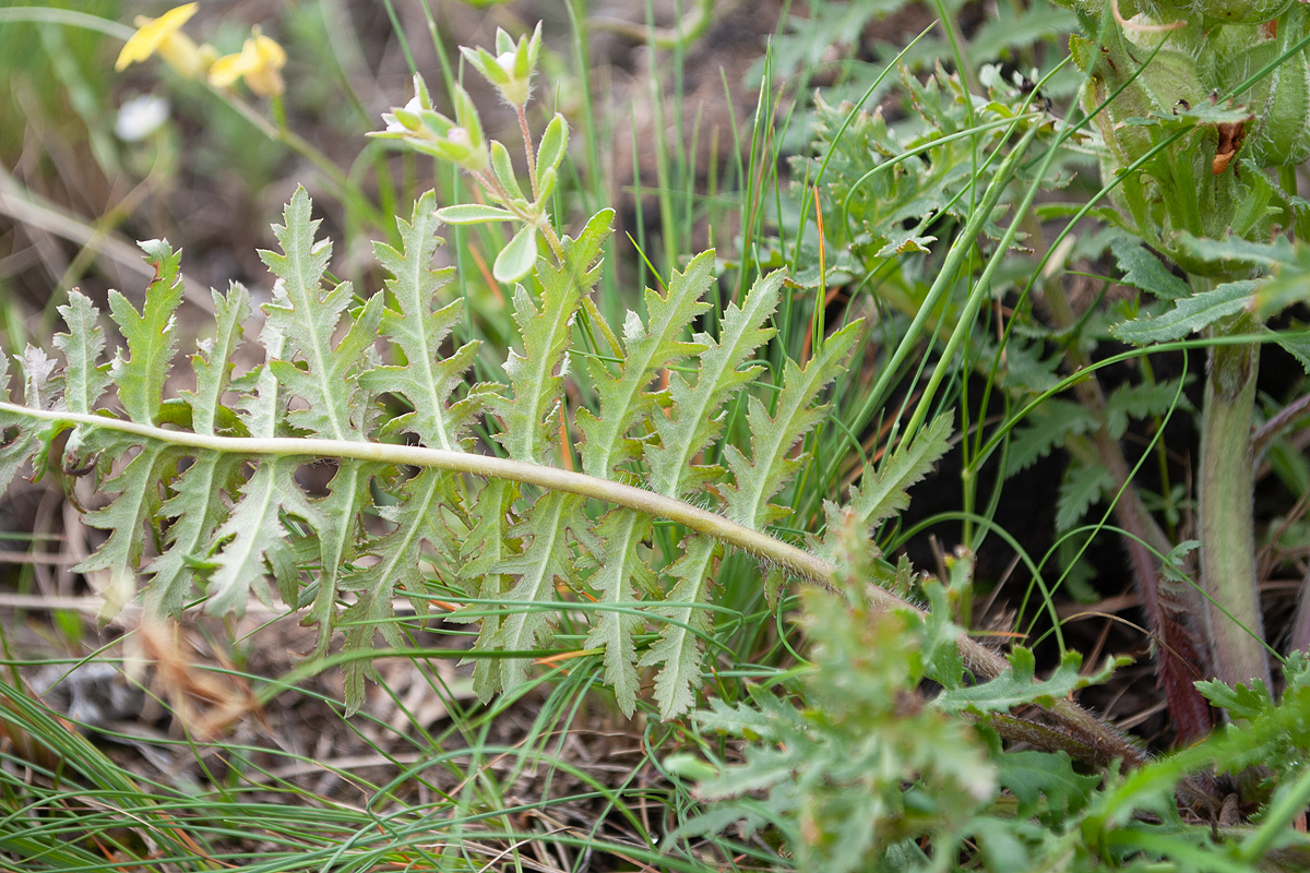 Image of Pedicularis physocalyx specimen.