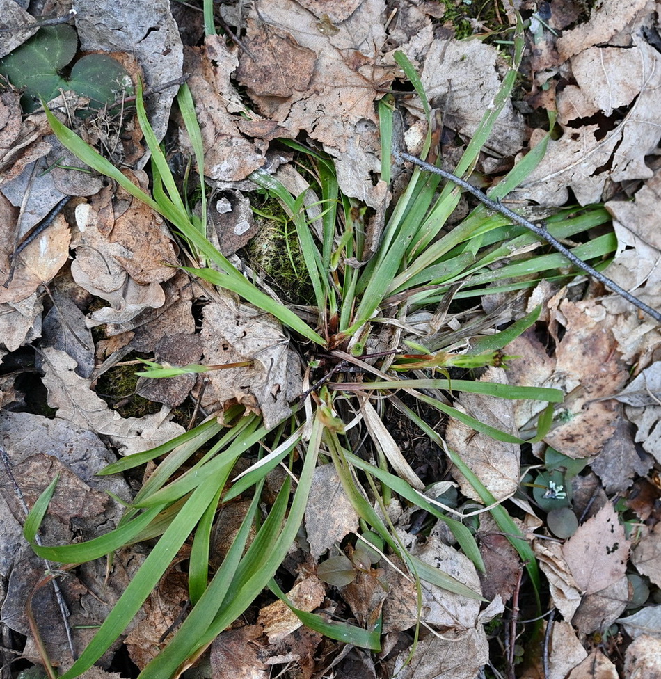 Image of Luzula pilosa specimen.