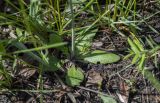 Arabidopsis thaliana