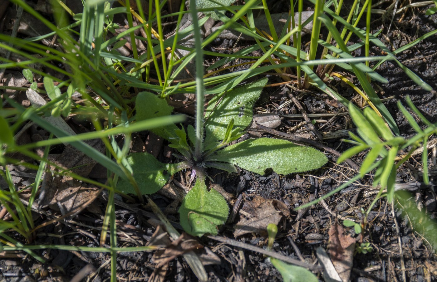 Image of Arabidopsis thaliana specimen.
