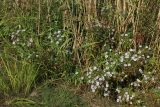 View full-size image Symphyotrichum × salignum