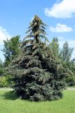View full-size image Picea pungens form glauca