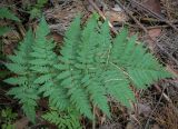 Смотреть изображение Dryopteris carthusiana