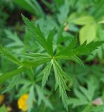 Смотреть изображение Trollius europaeus