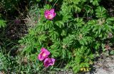 View full-size image Rosa rugosa