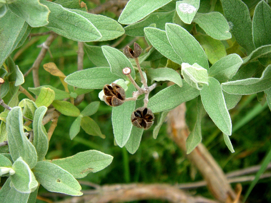 Изображение особи Cistus albidus.