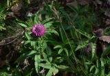 View full-size image Trifolium alpestre