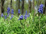 род Muscari. Цветущие растения. Смоленск, сад Блонье. 11.05.2011.