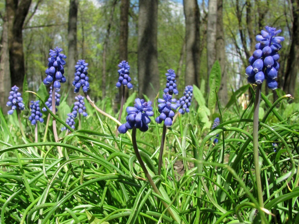 Image of genus Muscari specimen.