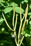 View full-size image Chelidonium majus