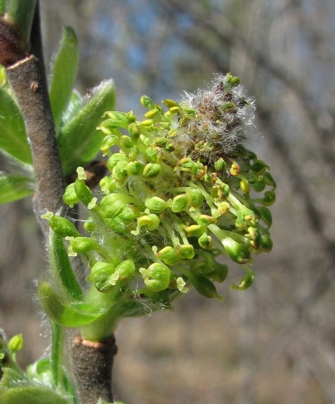 Image of Salix cinerea specimen.