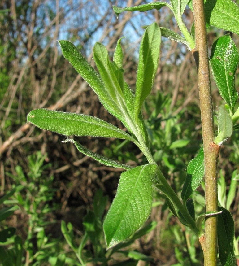 Image of Salix cinerea specimen.