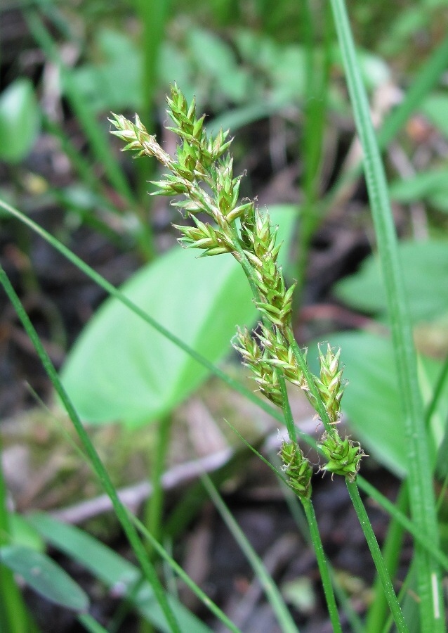 Изображение особи Carex elongata.