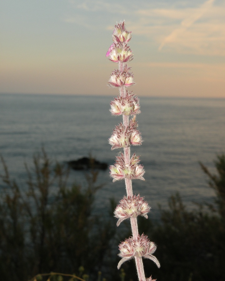 Image of genus Stachys specimen.