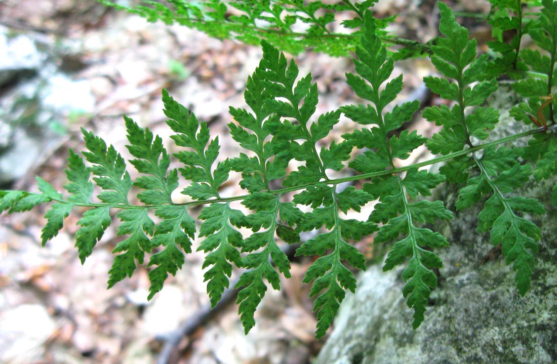 Image of Cystopteris fragilis specimen.