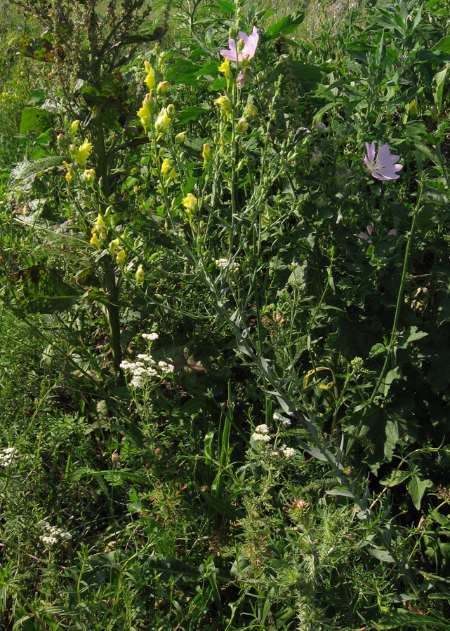 Image of Linaria genistifolia specimen.