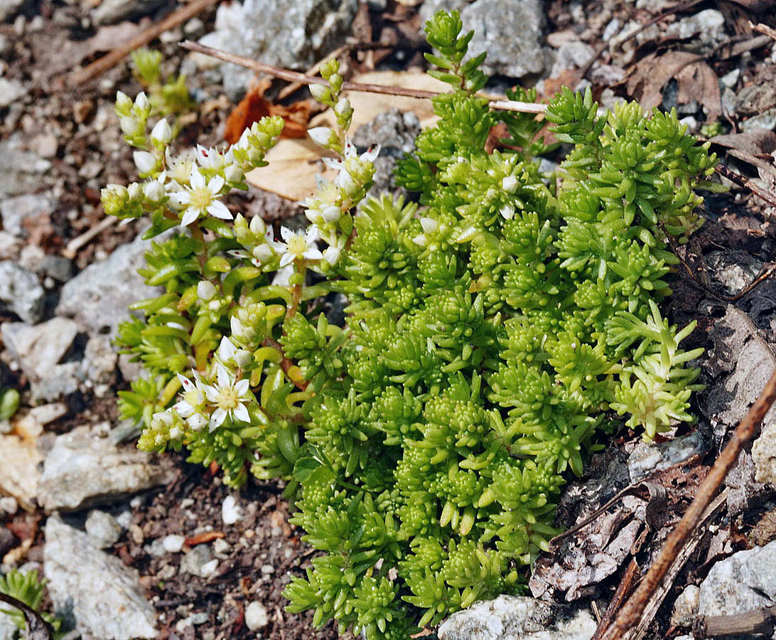 Image of Sedum gracile specimen.