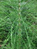 Equisetum telmateia