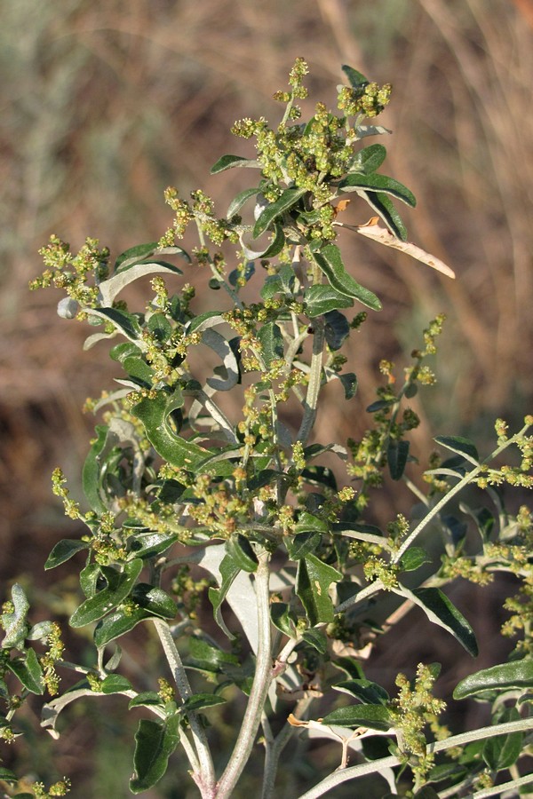 Изображение особи Atriplex aucheri.