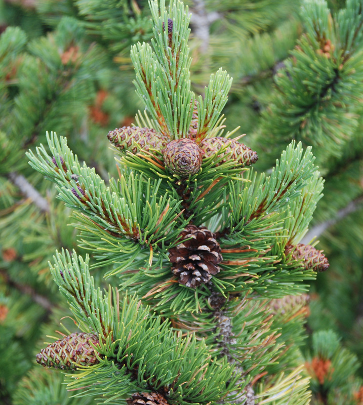 Изображение особи Pinus mugo.