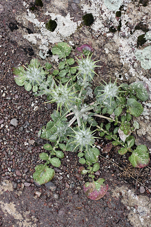 Image of Cousinia princeps specimen.