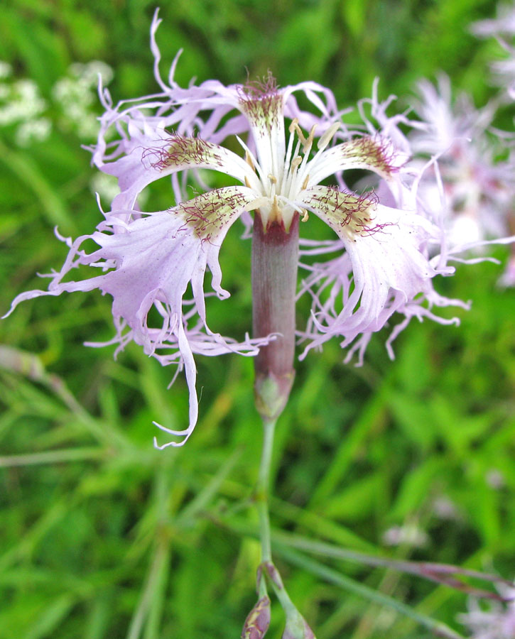 Image of Dianthus superbus specimen.