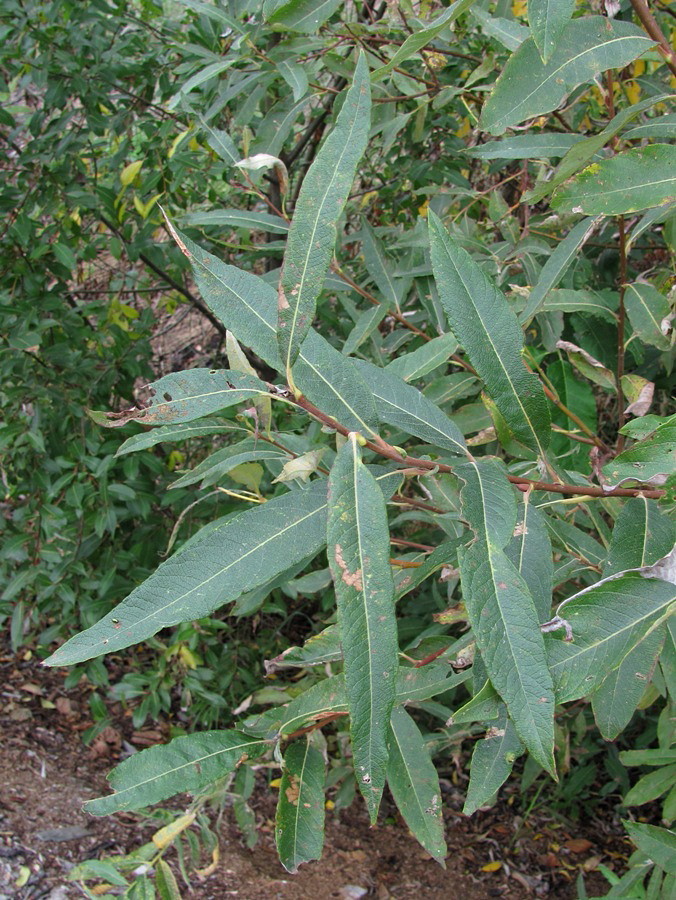 Image of Salix gmelinii specimen.