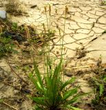 Plantago lanceolata. Растение на затопляемом берегу горной речки. Копетдаг, Чули. Май 2011 г.