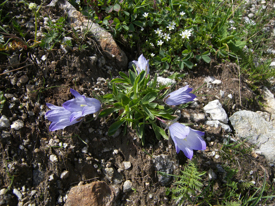 Image of Campanula biebersteiniana specimen.