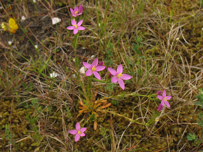 Image of Centaurium littorale specimen.