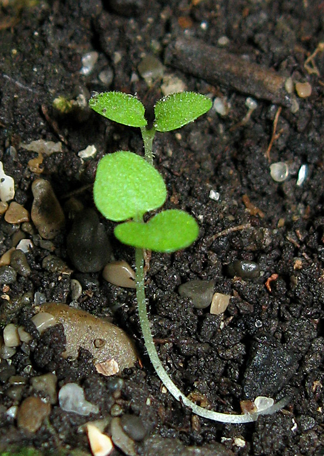 Image of Scrophularia scopolii specimen.