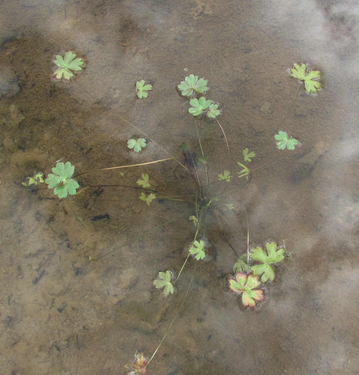 Image of Ranunculus sceleratus specimen.