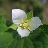 Trillium &times; komarovii