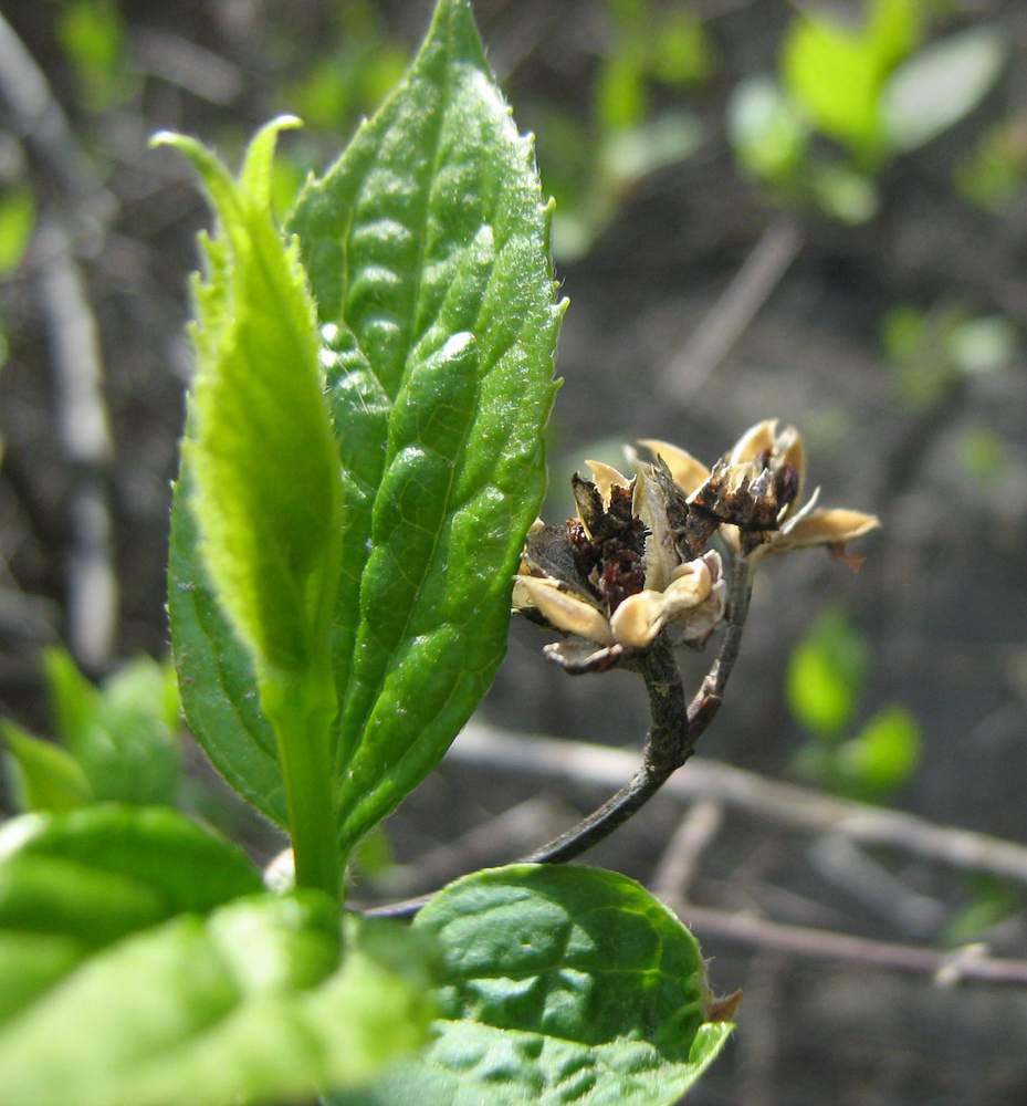 Изображение особи Philadelphus coronarius.